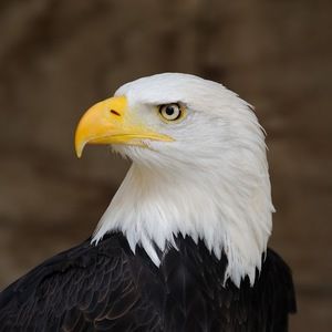 Meet your Posher, Chase